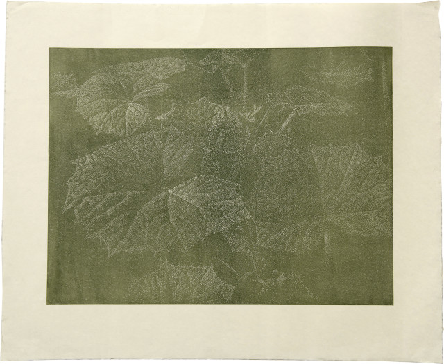 Franz Gertsch : Pestwurz, 2002 