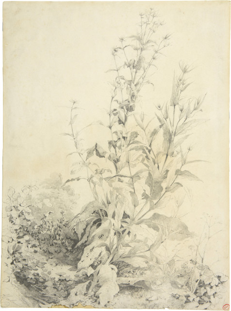 Alexandre Calame : Pflanzenstudie - Kardengewächs, 1840-1850