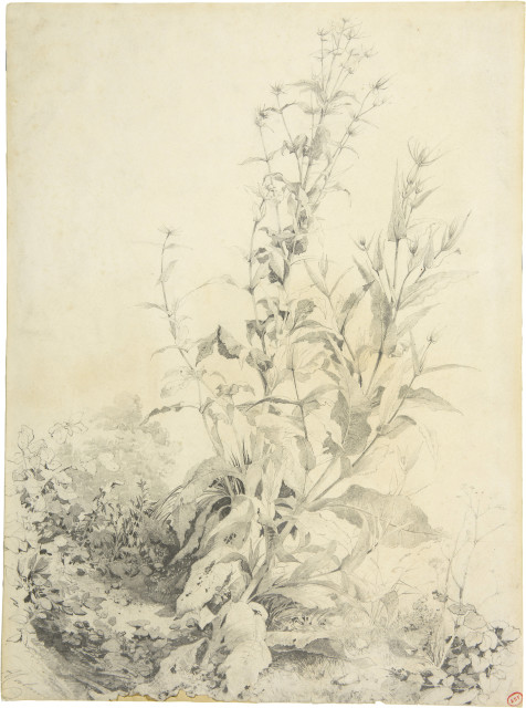 Alexandre Calame  : Pflanzenstudie - Kardengewächs , 1840-1850 