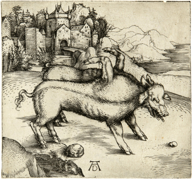 Albrecht Dürer : Die Missgeburt eines Schweines (Die ..., um 1496 