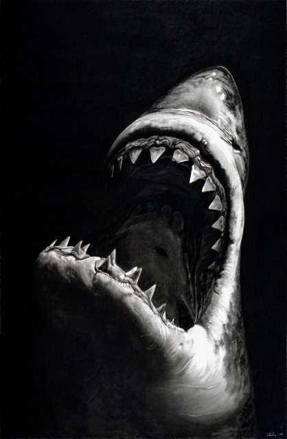 Robert Longo : Untitled (Shark 7), 2008