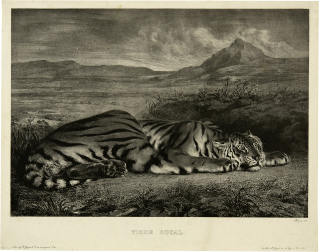 Eugène Delacroix : Tigre royal, 1829-1830