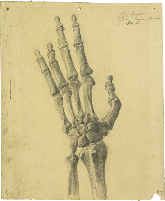Karl Stauffer-Bern : Knochenstudie einer linken Hand,  