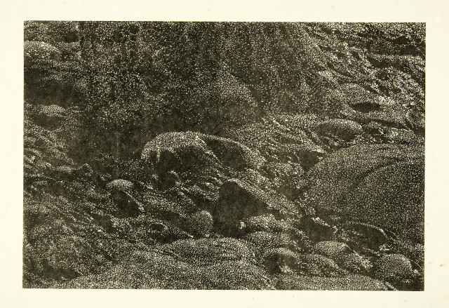 Franz Gertsch : Cima del Mar (Ausschnitt), 1992