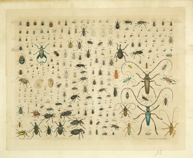 Aloys Zötl  : Insecten Tab. VI , 1862 