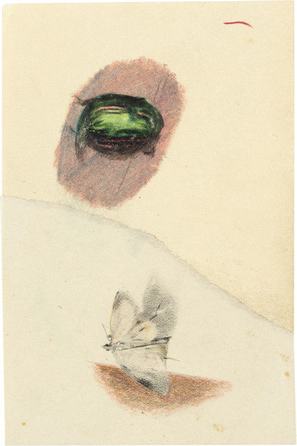 Otto Meyer-Amden : Rosenkäfer. - Nachtfalter, Around 1910