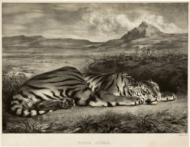 Eugène Delacroix  : Tigre royal , 1829
