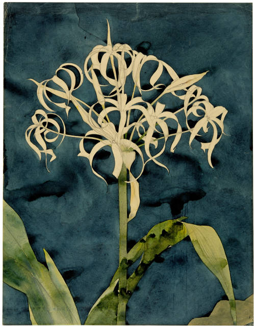 Augusto Giacometti : Orchideen. Pflanzenstudie, Circa 1898