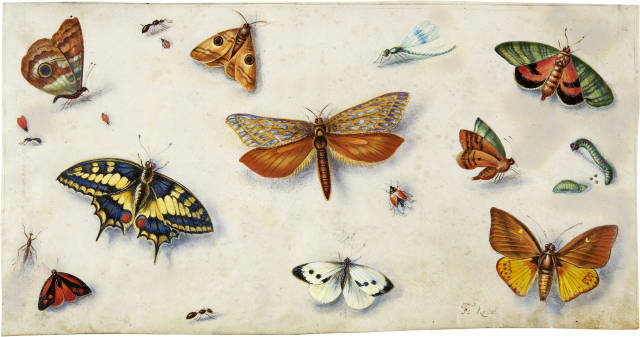 Ferdinand van Kessel : Schmetterlinge, Circa 1675