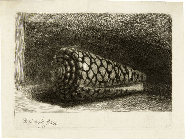 Rembrandt Harmensz. van Rijn  : Die Muschel (Conus Marmoreus) - The Shell , 1650
