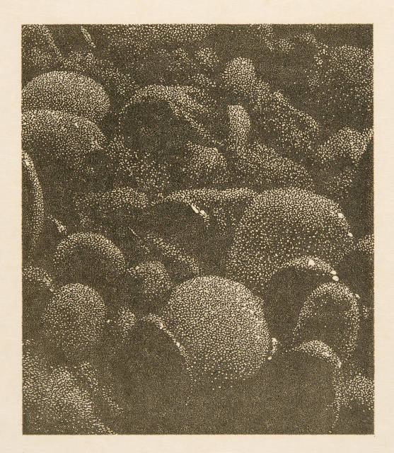 Franz Gertsch : Ohne Titel (Farbprobe 91), 1991