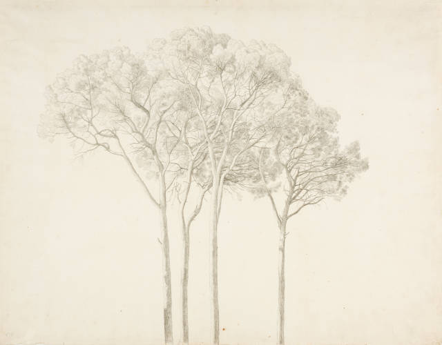 Johann Martin von Rohden : Baumstudie,  