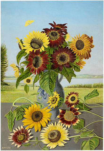 Adolf Dietrich : Sonnenblumenstrauss mit Zitronenfalter, 1943 