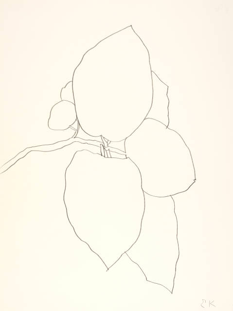 Ellsworth Kelly : Plant Drawing, 1991
