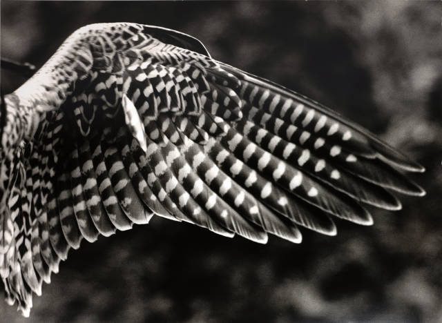 Balthasar Burkhard : Falkenflügel - Aile de faucon, circa 1988-1993