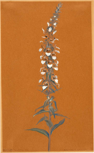 Niklaus Stoecklin : Digitalis lanata (Wolliger Fingerhut), 1939 